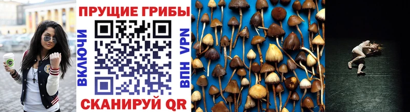 ссылка на мегу ТОР  Назрань  Галлюциногенные грибы Psilocybe 