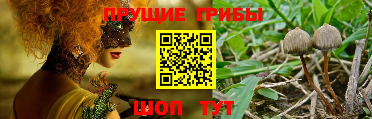 хочу   Вход с VPN  Галлюциногенные грибы Cubensis  Назрань  Псилоцибиновые грибы Magic Shrooms 
